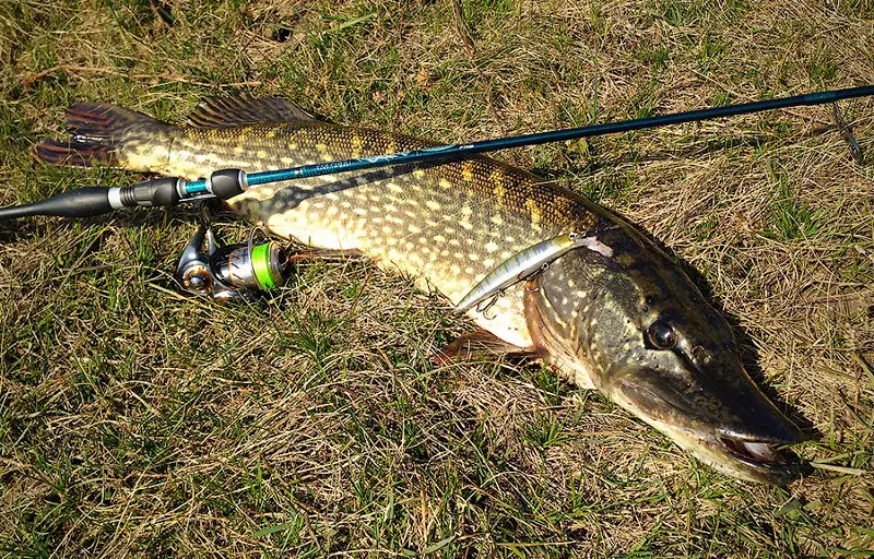 Ловля щуки в 2026 году: Тактика и приманки для грозы водоемов от FishermanPro