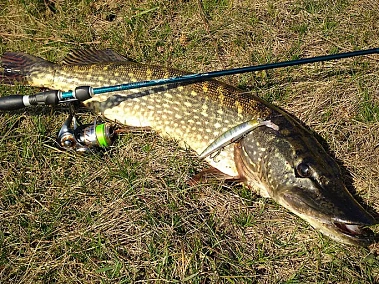 Ловля щуки в 2026 году: Тактика и приманки для грозы водоемов от FishermanPro