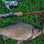 Ловля карася в 2026 году: Искусство...