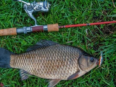 Ловля карася в 2026 году: Искусство уговаривания капризной рыбы от FishermanPro